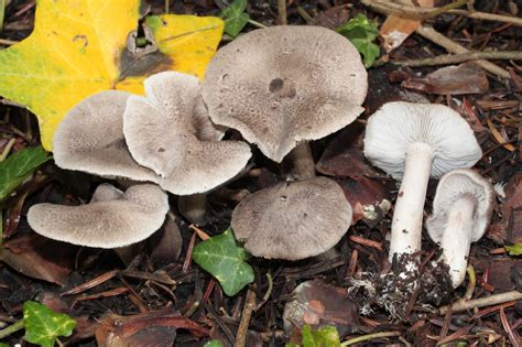 tricholoma|trichilemmoma pictures.